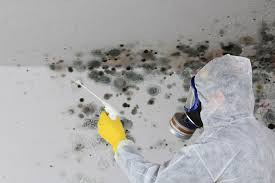 Professional Mold Inspection in Bourbon, MO